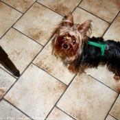 Photo de Yorkshire terrier