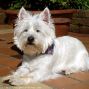 Photo de West highland white terrier