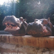 Photo de Hippopotame