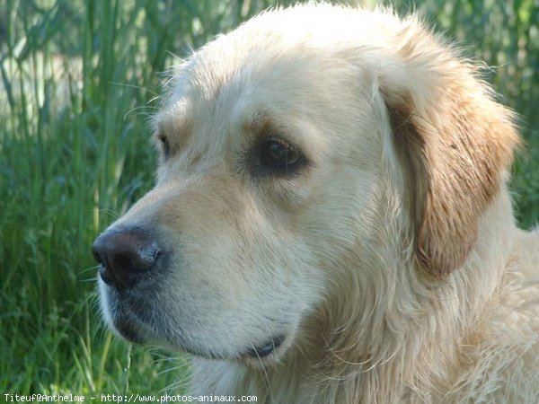 Photo de Golden retriever