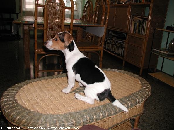 Photo de Jack russell terrier