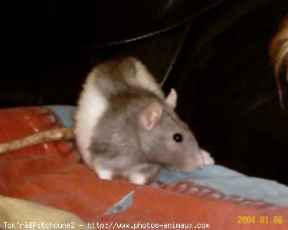 Photo de Rat