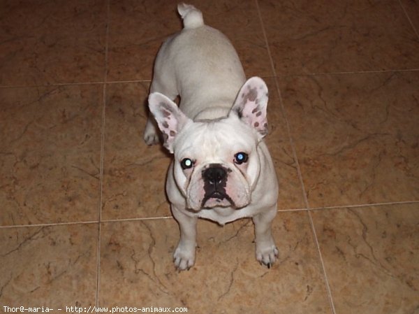 Photo de Bouledogue franais