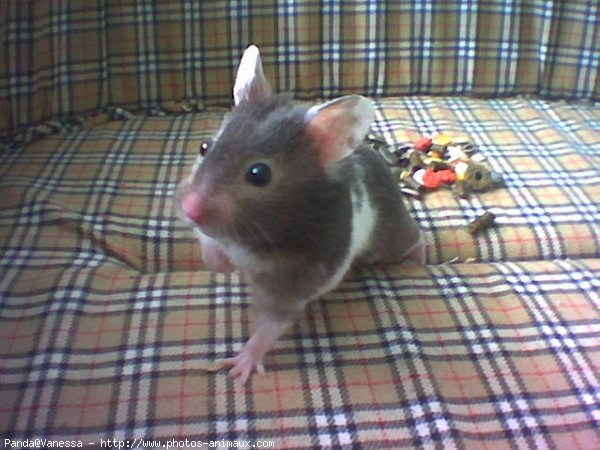 Photo de Hamster