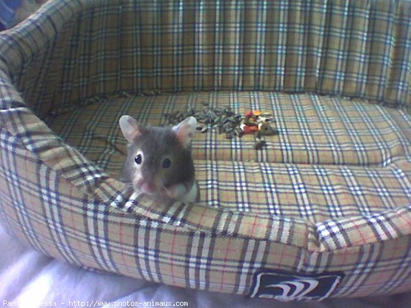 Photo de Hamster