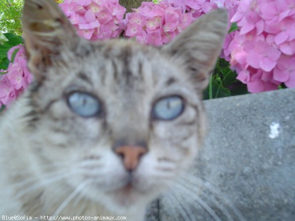 Photo de Bengal