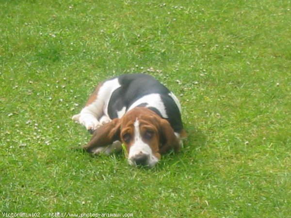 Photo de Basset hound