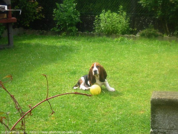 Photo de Basset hound