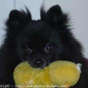 Photo de Spitz moyen