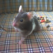 Photo de Hamster