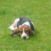 Photo de Basset hound