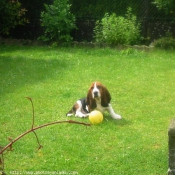 Photo de Basset hound