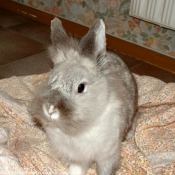 Photo de Lapin