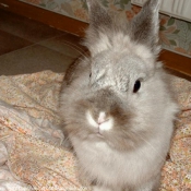 Photo de Lapin