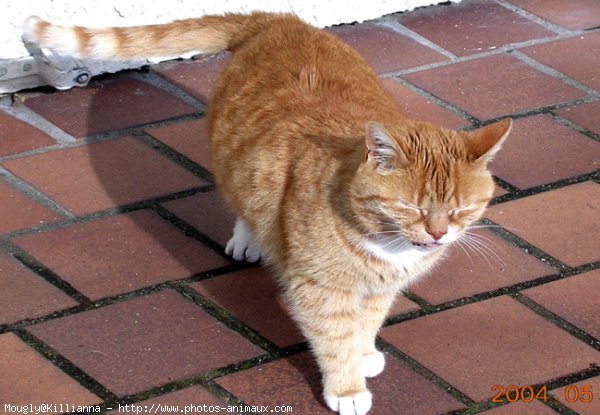 Photo de Chat domestique