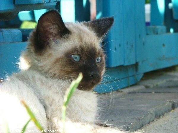 Photo de Croisement