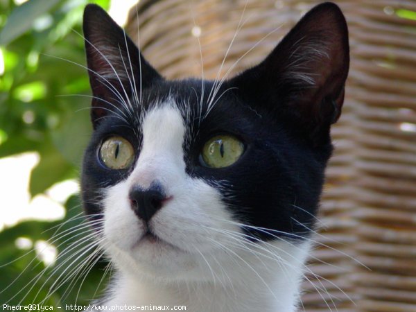 Photo de Chat domestique