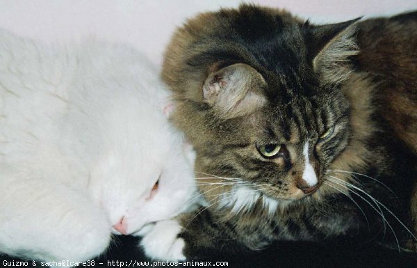 Photo de Chat domestique