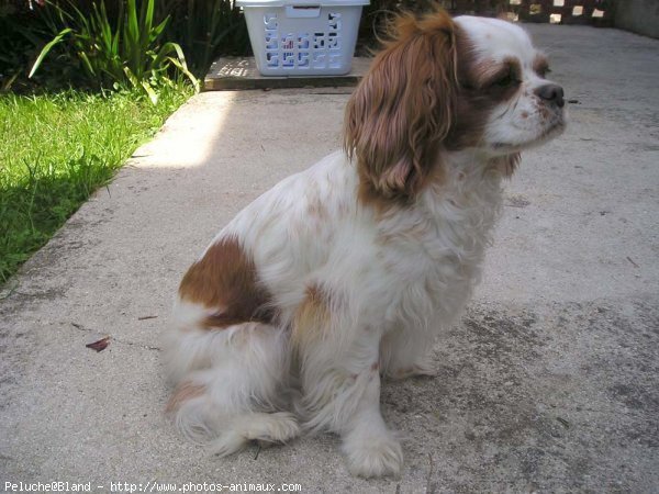 Photo de Cavalier king charles spaniel