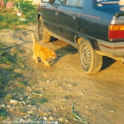 Photo de Chat domestique