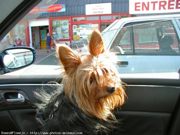 Photo de Yorkshire terrier