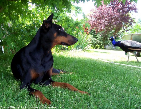 Photo de Dobermann