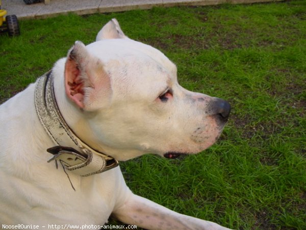 Photo de Dogue argentin