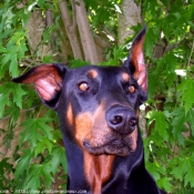 Photo de Dobermann