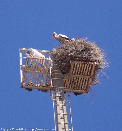 Photo de Cigogne