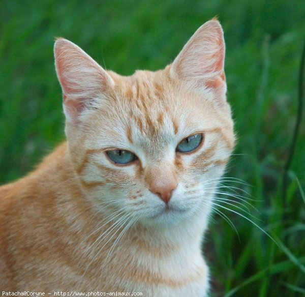 Photo de Chat domestique