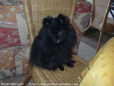 Photo de Spitz moyen