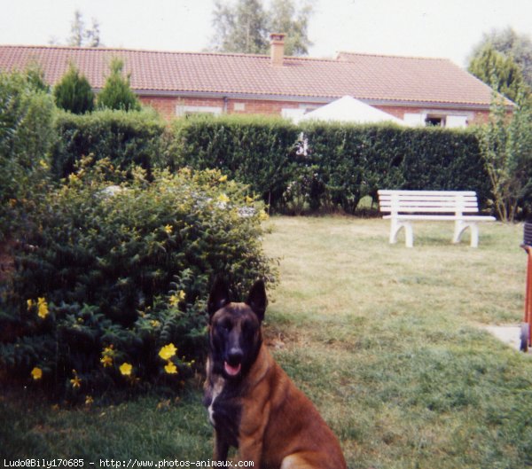 Photo de Berger belge malinois