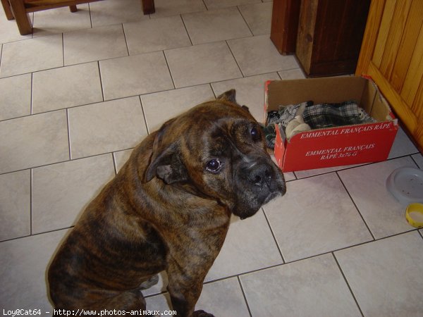 Photo de Boxer