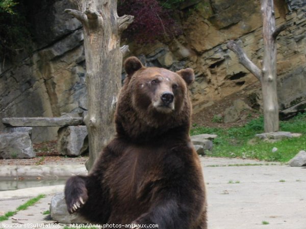 Photo d'Ours