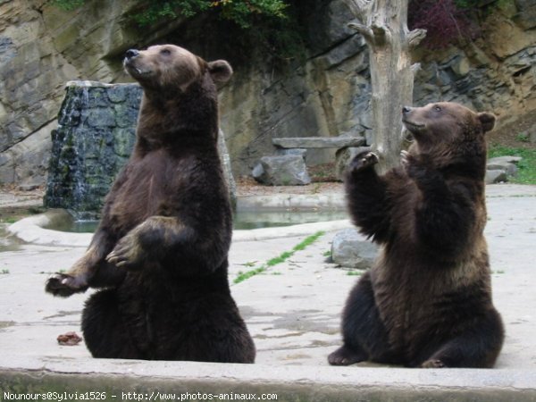 Photo d'Ours