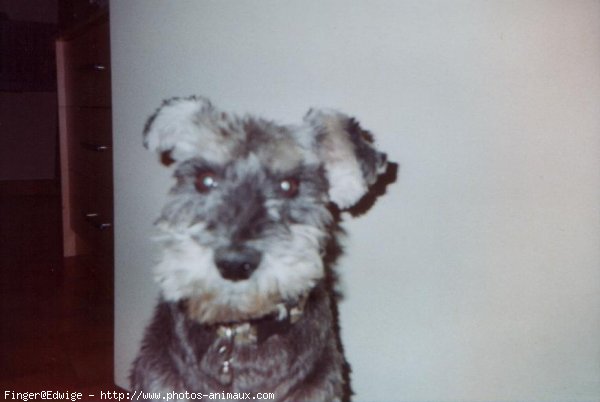 Photo de Schnauzer gant