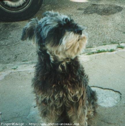 Photo de Schnauzer gant