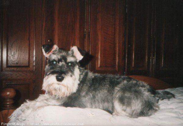 Photo de Schnauzer gant