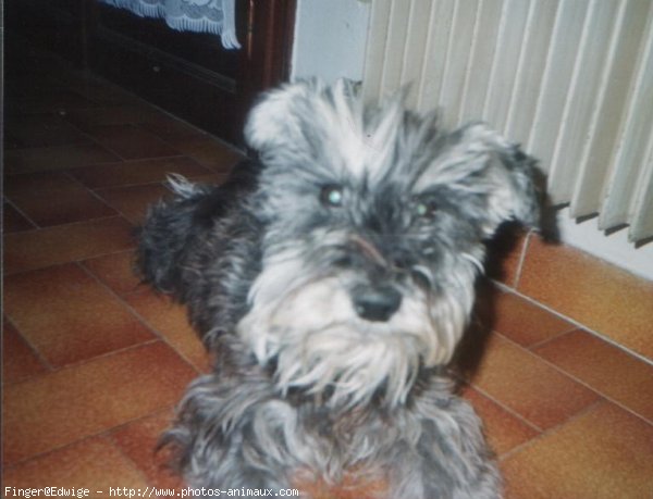 Photo de Schnauzer gant