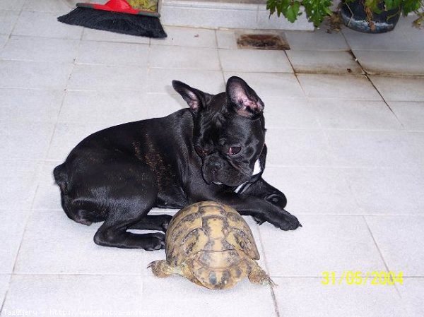 Photo de Bouledogue franais