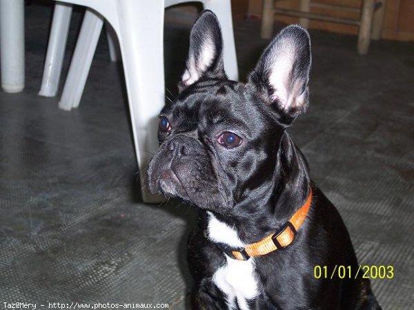 Photo de Bouledogue franais