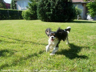 Photo de Cavalier king charles spaniel