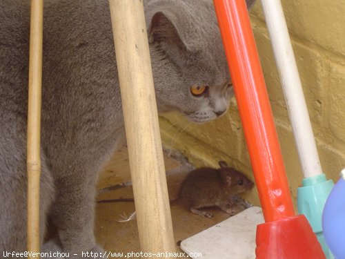 Photo de Chartreux