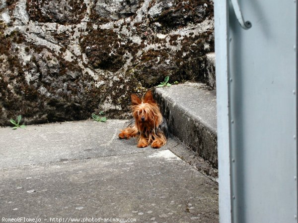 Photo de Yorkshire terrier