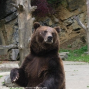 Photo d'Ours