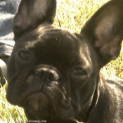 Photo de Bouledogue franais