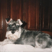 Photo de Schnauzer gant