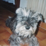 Photo de Schnauzer gant