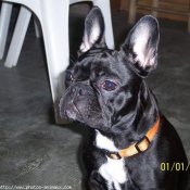 Photo de Bouledogue franais