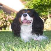 Photo de Cavalier king charles spaniel